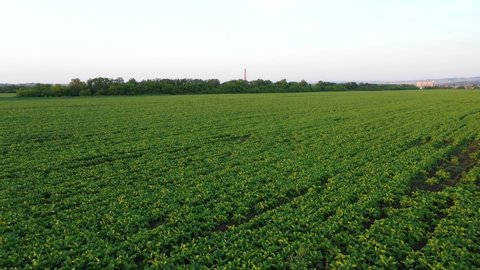 A young sugar beet field grows near the sugar factory. Aero