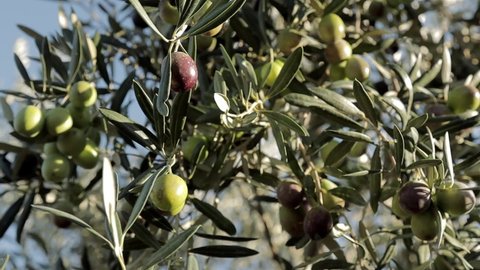 Plantation of green and black olives in Spain. Olives trees branch moving on wind. Extra virgin olive oil production