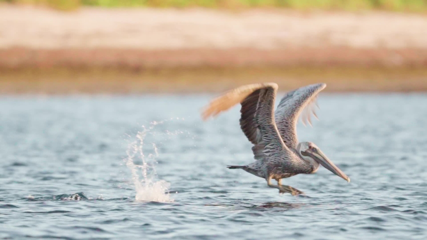 brown pelican takes off and flies along beach shore