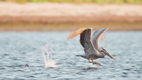 brown pelican takes off and flies along beach shore