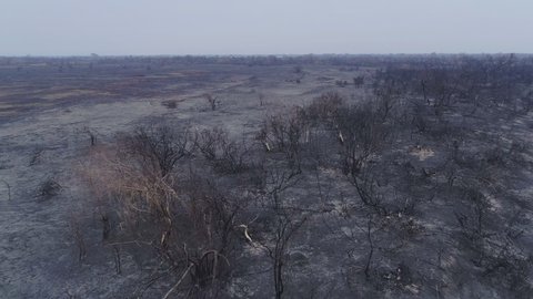 Completely burnt trees after fire in a forest in Brazil aerial drone view