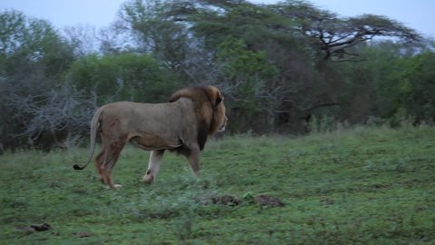Panning: Powerful male Black Mane Lion walks up grassy slope, evening