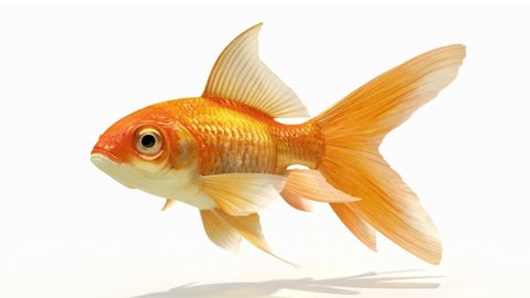 Swimming Gold Fish Looping Animation