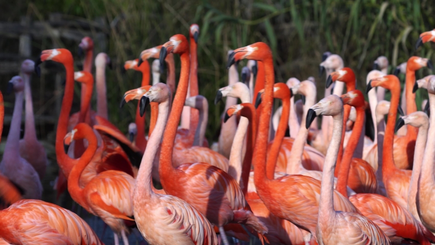 A flock of swarming red and pink flamingos
