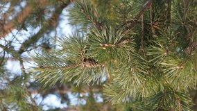 Vertical video.  Branch of a fluffy pine with a cone sways in the wind against the blue sky on a Sunny day, a closeup. Picture of calm natural nature with an evergreen plant pinus sylvestris - Powered by Shutterstock - Get 15% off with code: PIKWIZARD15
