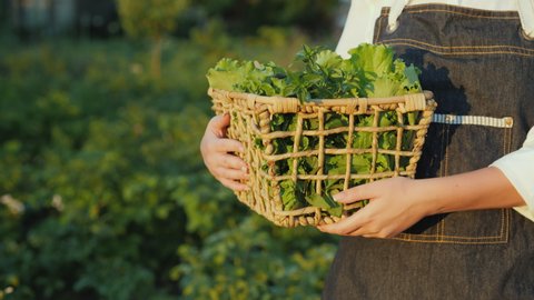 Woman farmer carries a basket of herbs and salad, walks on the field.