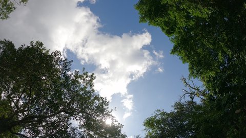 Low angle view of bright sun light rays shining through green tree leaf canopy on beautiful sunny clear blue sky background with white puffy fluffy cloud or cumulus cloudscape, 4k b-roll TimeLapse
