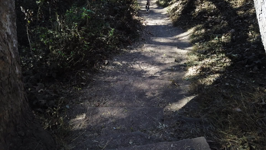Woman walking on a trail with her cute pocket beagle puppy in the woods