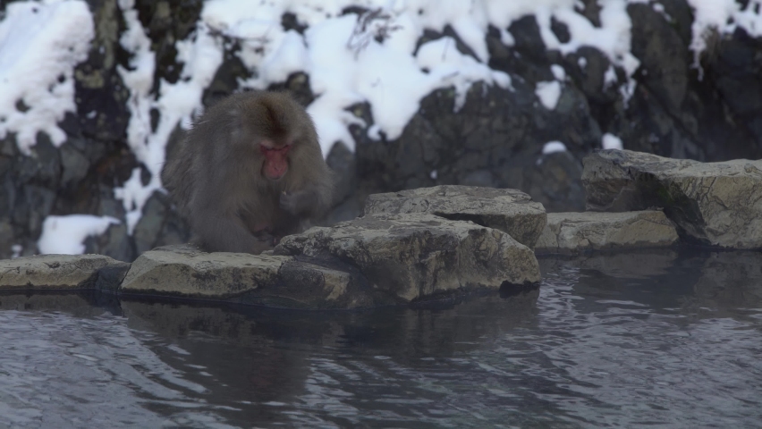 Japanese snow monkey eating seeds in onsen hot springs at winter. A wild macaque near pool located in Jigokudan Park, Nakano, Japan. Macaca fuscata eat on winter season in the mountain-Dan