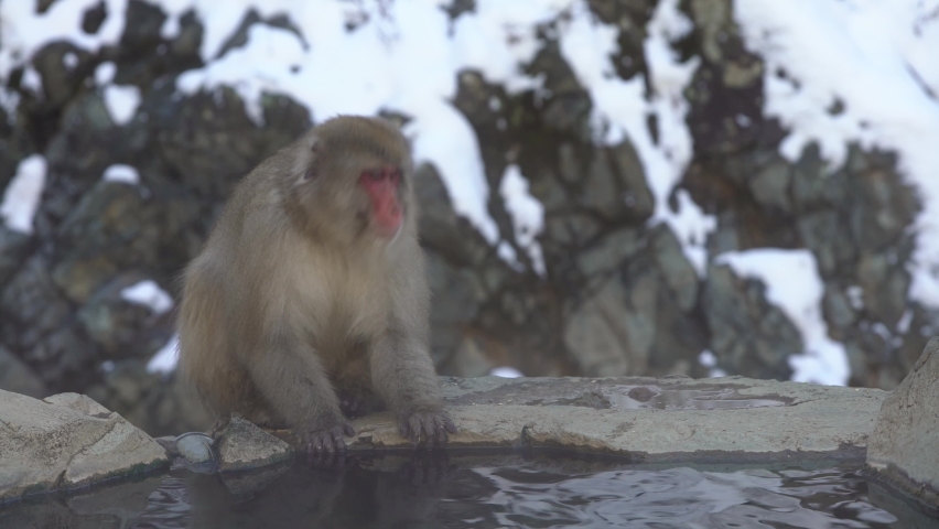Japanese snow monkey drinking water in onsen hot springs at winter. A wild macaque in warm pool located in Jigokudan Park, Nakano, Japan. Macaca fuscata drink at winter season in the mountain-Dan