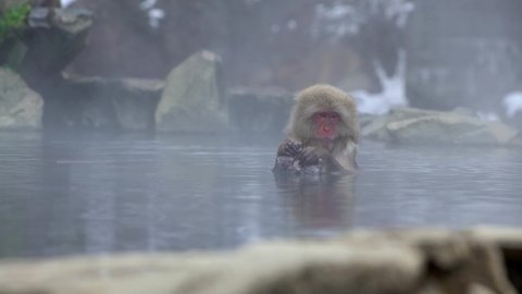 The famous snow monkeys bath in a natural onsen hot springs of Nagano, Japan. Japanese Macaques enjoys and outdoor bath at winter season. A wild macaque that enters a warm pool -Dan