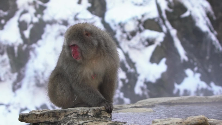 Slow motion of Japanese snow monkey drinking water in onsen hot springs at winter. A wild macaque in warm pool located in Jigokudan Park, Nakano, Japan. Macaca fuscata drink at winter season-Dan