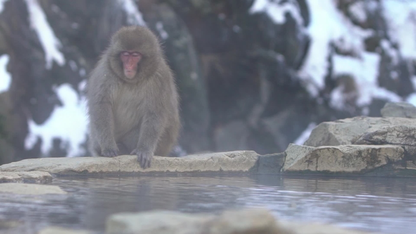 Slow motion of Japanese snow monkey near of onsen hot springs at winter. A wild macaque on rock of warm pool located in Jigokudan Park, Nakano, Japan. Macaca fuscata at winter season in mountain-Dan
