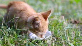 Cute little ginger kitten drinks milk from metal bowl on the grass
