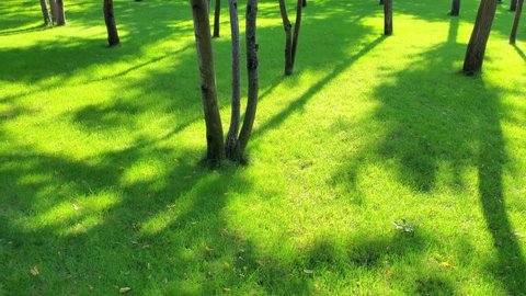 Shadows of tree trunks on juicy green grass lawn after mowing and watering. Panning view of English lawn in park. Landscaping and gardening