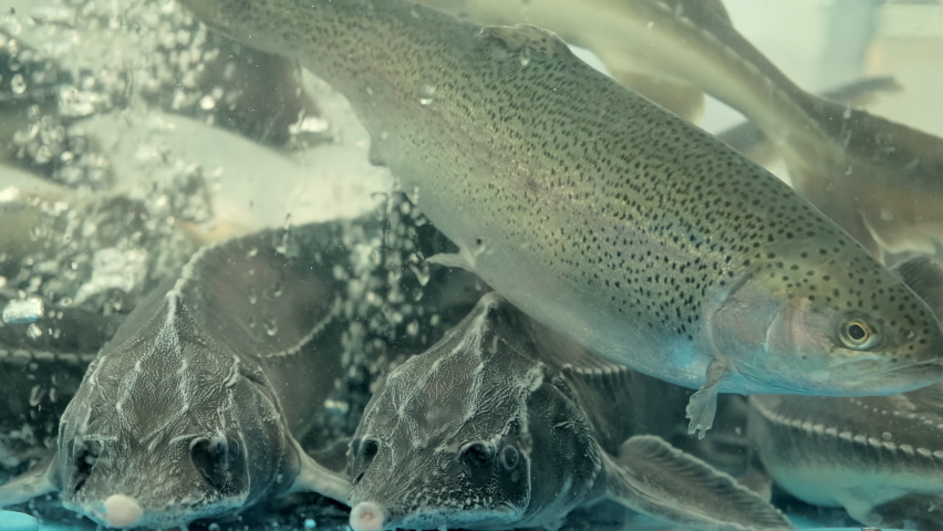 Fish of the sturgeon family swims in the store aquarium. Sale of live fish grown on fish farms. International, Latin name Acipenseridae