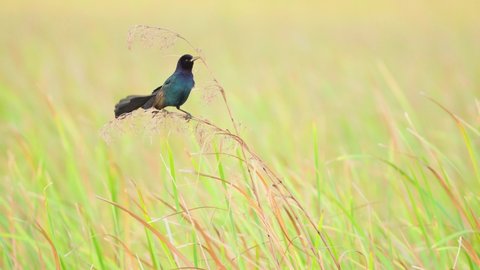 grackle maintains composure while perched on windy reeds