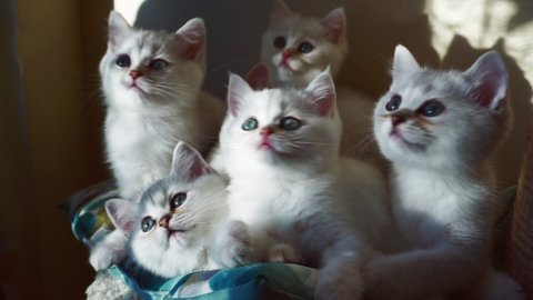 Several kittens of color: a silver chinchilla sits huddled in a bunch, and simultaneously turns its heads to the left and right. Family of British kittens. Synchronous movement.