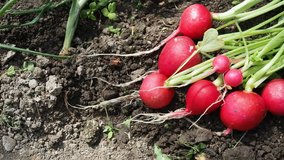 Bunch of fresh red ripe radish (Raphanus) crops harvested in the homemade greenhouse in HD VIDEO. Illuminated by soft daylight. Close-up. ECO and BIO gardening concept.