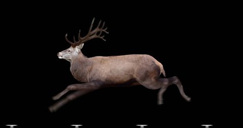 Red Deer runs gallop. Two variations: with horns (male) and without horns (female). Isolated cyclic animation. Can also use as a silhouette.