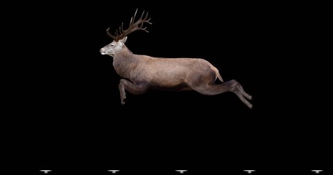 Red Deer jumping. Two variations: with horns (male) and without horns (female). Isolated cyclic animation. Can also use as a silhouette.