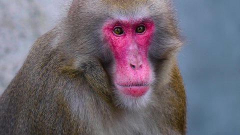 Close up of male macaque monkey being surprised with funny face	