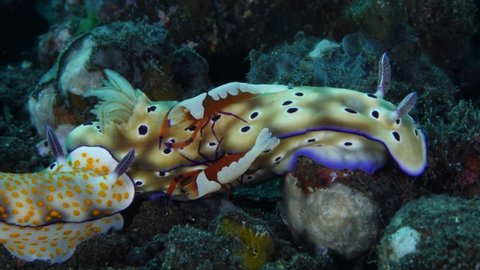 Sea slugs Hypselodoris pulchella and Hypselodoris tryoni and a couple of shrimps -Zenopontonia rex. Underwater macro life of Tulamben, Bali, Indonesia.