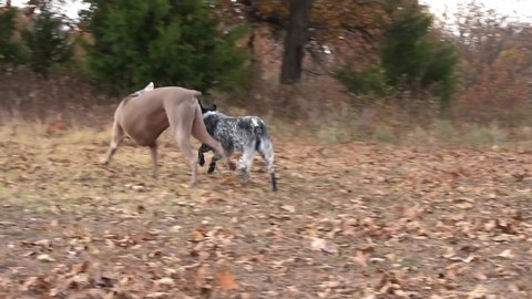 Two dogs, a Weimaraner and a spotted Texas Heeler casually playing with each other in cool autumn air.