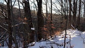 Forest trees, snow-white tree scene winter background nature moving frame scene. Sun rays through the trees. Snowy, cold forest clip in 4k video.