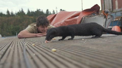 Wild mink walks into frame in front of Human eating slice of meat