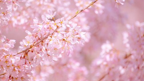 Blowing Cherry Blossoms or Sakura Flowers in A Japanese Garden in Spring, Floral Image, Nobody