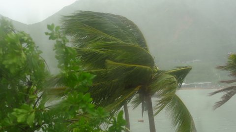 Trees and Palm trees under heavy rain and very strong wind. Shot through a rain-drenched window. Tropical storm concept. Contains natural sound