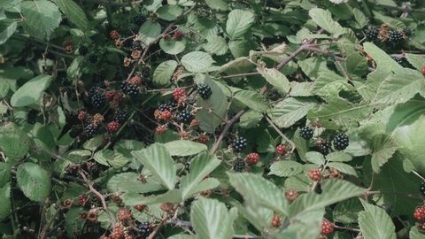 Green blackberry plant with black, green and red blackberries on a sunny day in Catalonia, Spain