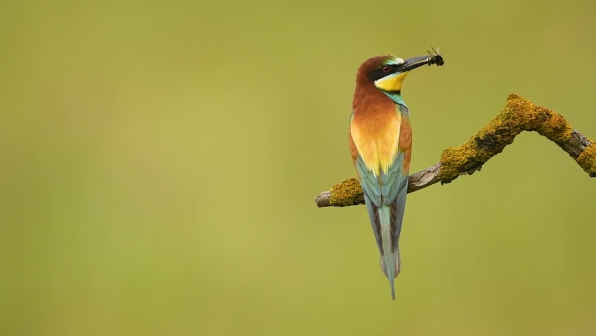 European bee eater. (Merops apiaster)