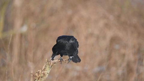 Raven ( Corvus corax ) close up.
