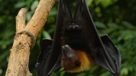 Flying fox hanging down and moving his head and ears.