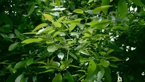 Avocado tree, (Persea americana), leaves moving by the wind, close view