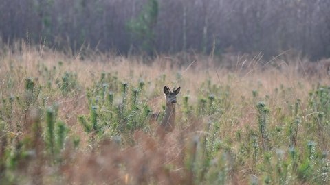 barking roe deer stag in the forest glade