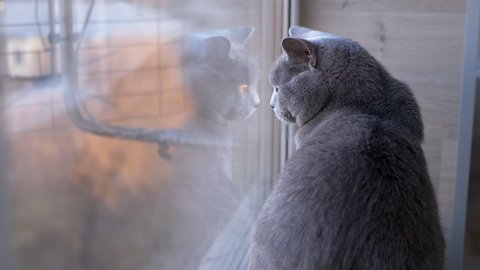 Sad Gray British Home Cat Sits on Windowsill, Reflected in Window. Thoroughbred, purebred cat with big eyes is watching in window. Reflection of silhouette of an animal. Pets concept. Close-up.  