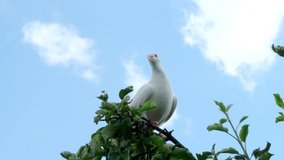 White turtle dove (Streptopelia roseogrisea) sitting on tree branch in 4K VIDEO. Bue sky background behind the bird.