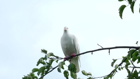 White turtle dove (Streptopelia roseogrisea) sitting on tree branch in 4K VIDEO. Light blue sky background behind the bird.