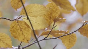 Close up yellow leaves in autumn. Real time 4K
