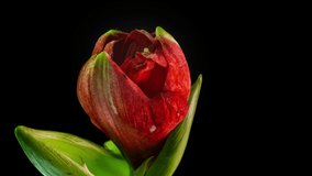 Beautiful red amarylis bloom, time lapse, macro shot 4k video