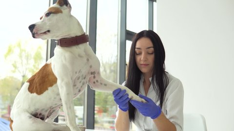 A female veterinarian examines a american staffordshire terrier. The dog is sitting on the table, a woman is a veterinarian doing an examination. Pet care concept