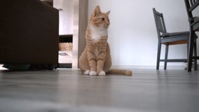 4k video. Ginger Red kitten cat walks on floor.  Playing and jumping cats. Long haired ginger kitten play at home. Cute funny home pets. Domestic animal and Young kittens.