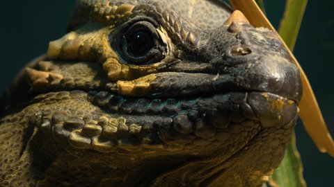 Close up of mona iguana lizard head	