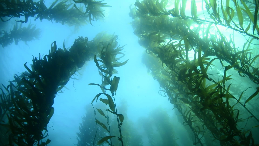 A beautiful kelp bed in southern California sways to the gentle motion of the water | Shutterstock HD Video #1063799695