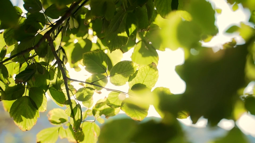 Close up. The sun shines through the leaves of the tree. Green leaf macro in summer day sun rays on blurred abstract bokeh with flare background. Backlight sky. Sunlight Lens Flare. Nature  Royalty-Free Stock Footage #1063801774