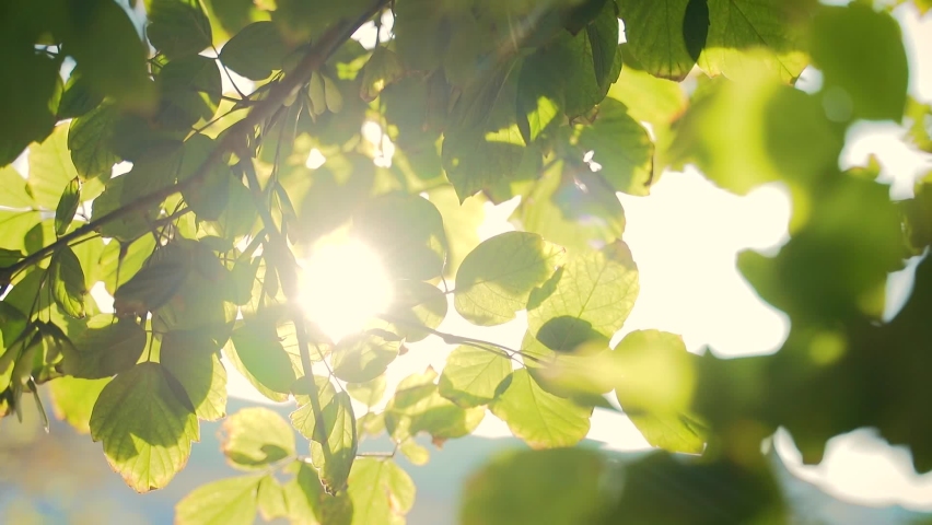 Close up. The sun shines through the leaves of the tree. Green leaf macro in summer day sun rays on blurred abstract bokeh with flare background. Backlight sky. Sunlight Lens Flare. Nature 