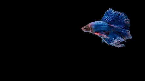 Slow motion of Siamese fighting fish Betta splendens, well known name is Plakat Thai, Betta is a species in the gourami family, which is a popular fish in the aquarium trade